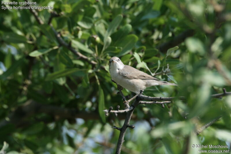 Eastern Orphean Warbler