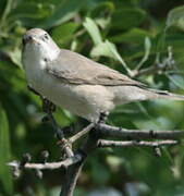 Eastern Orphean Warbler