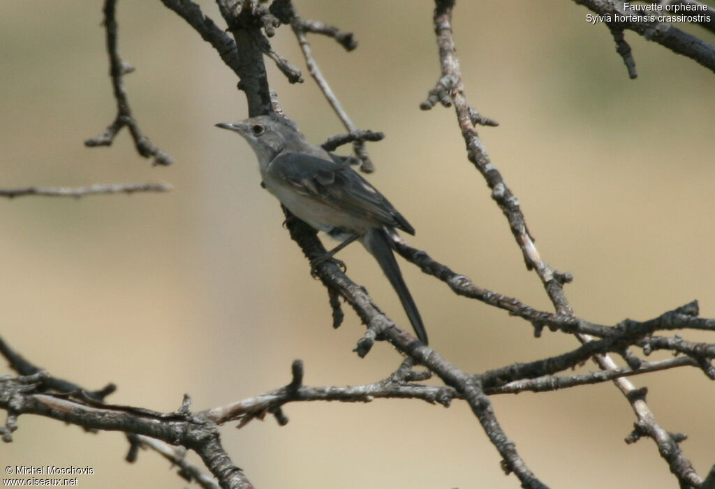 Fauvette orphéane