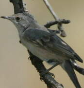 Eastern Orphean Warbler