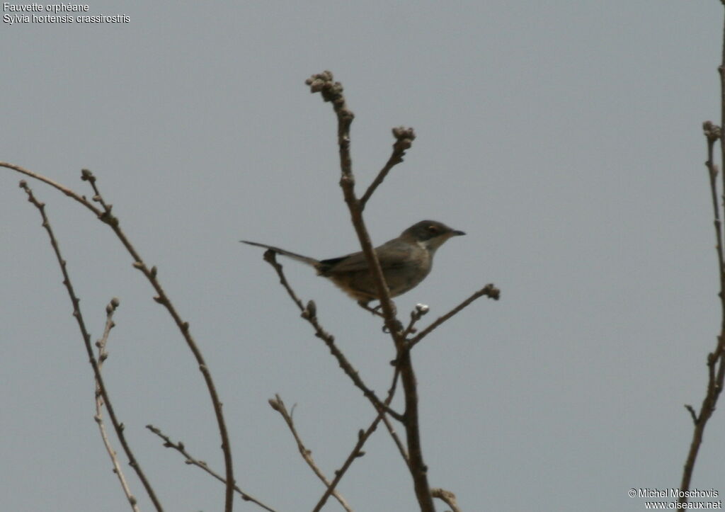 Eastern Orphean Warbler