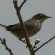 Eastern Orphean Warbler