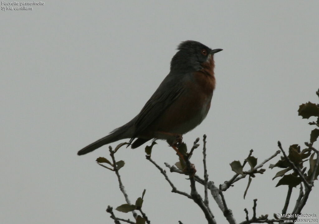 Subalpine Warbler male adult breeding