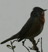 Western Subalpine Warbler