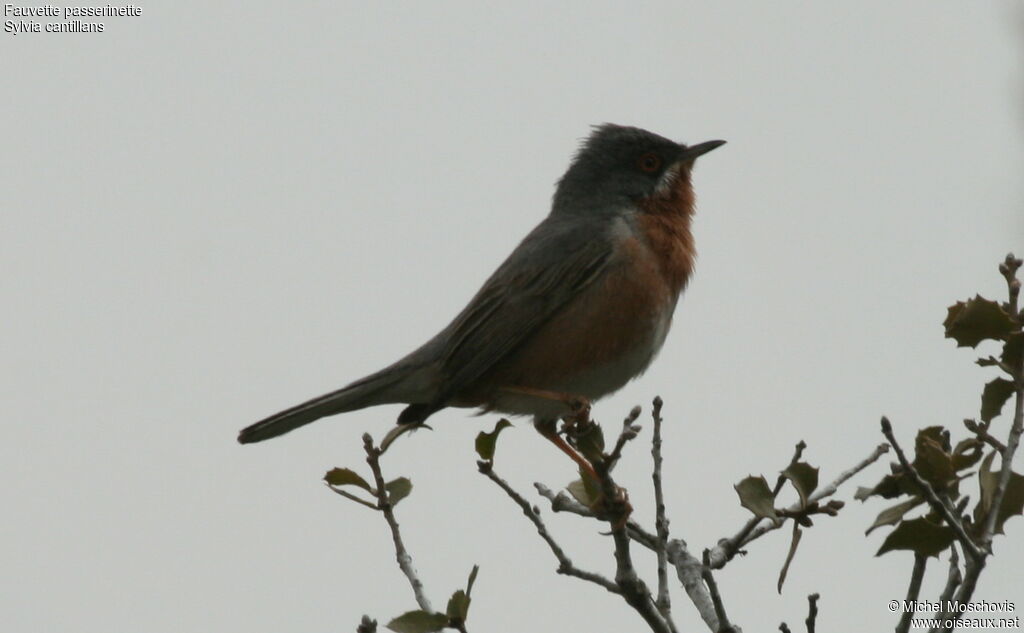 Subalpine Warbler male adult breeding