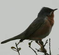 Western Subalpine Warbler