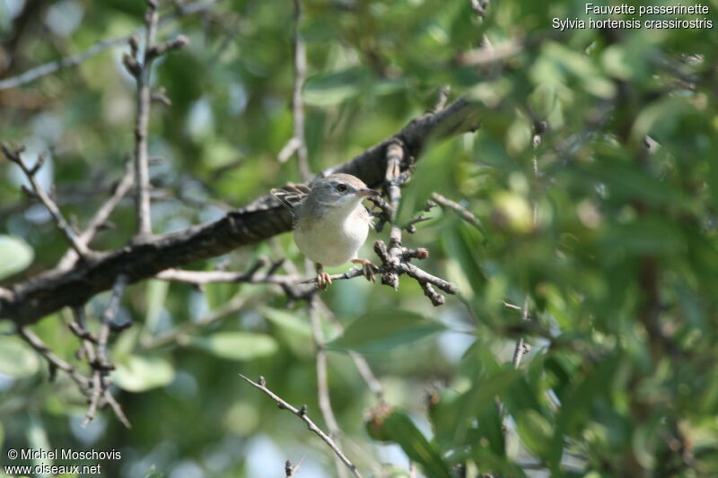 Western Subalpine Warbler