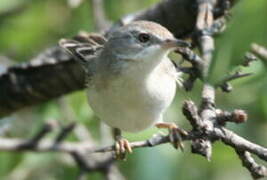 Western Subalpine Warbler