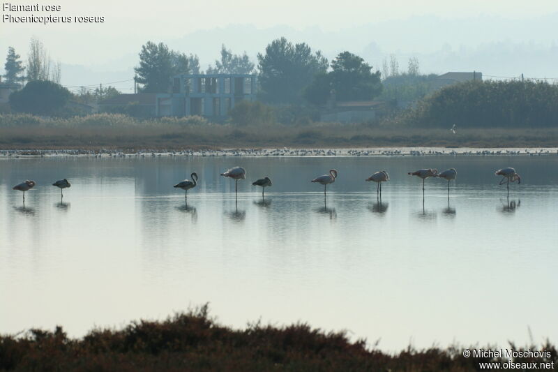 Flamant rose