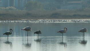 Flamant rose