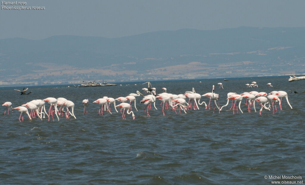 Flamant rose