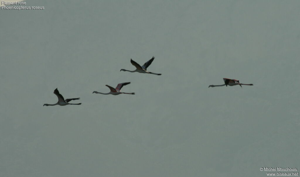 Greater Flamingo