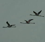 Greater Flamingo