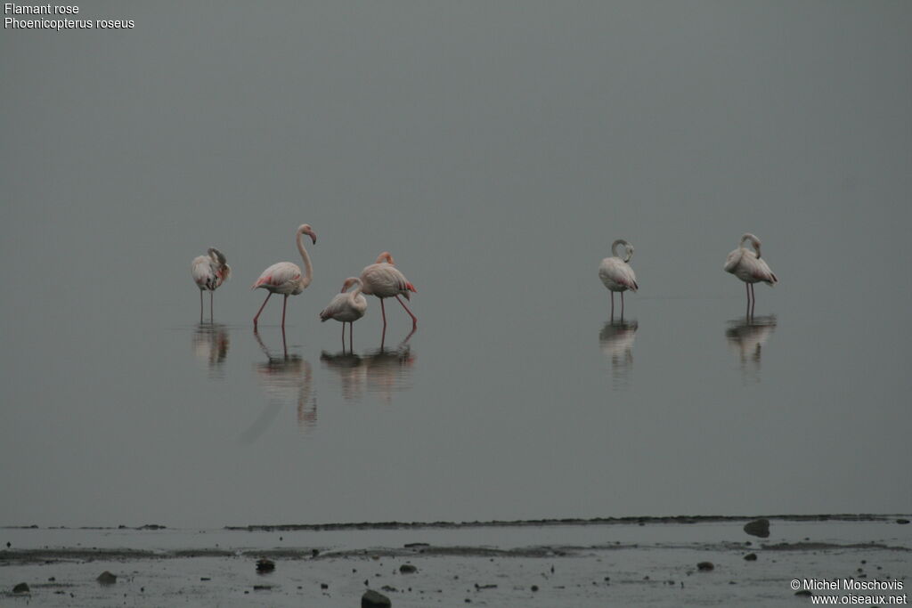 Greater Flamingo