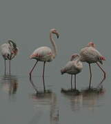 Flamant rose