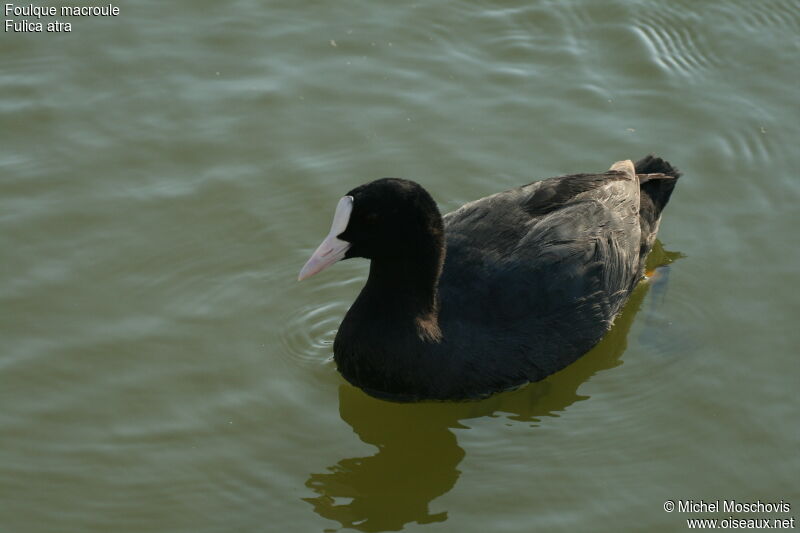 Foulque macrouleadulte