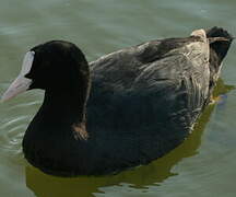 Eurasian Coot