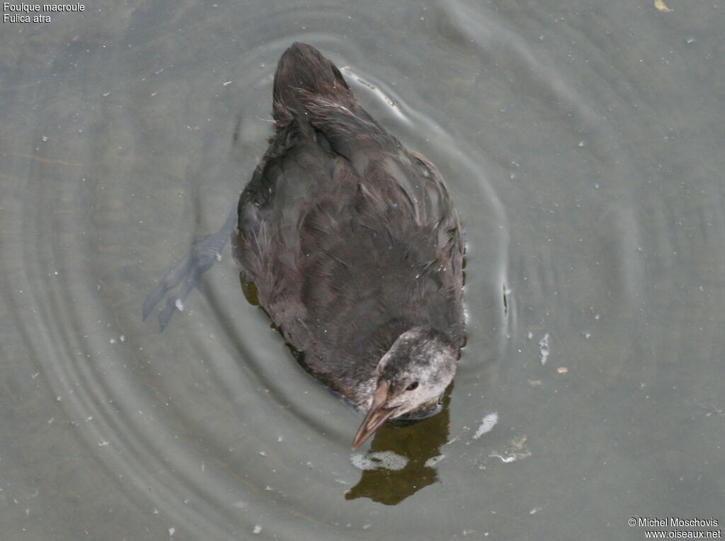 Foulque macroule1ère année, identification