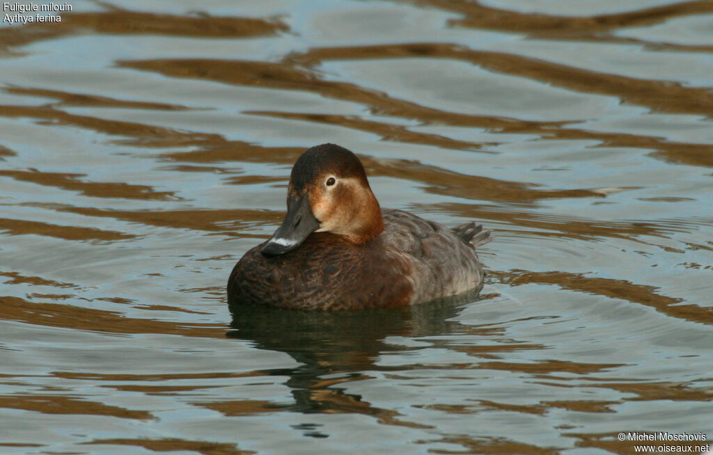 Common Pochard female adult, identification