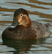 Common Pochard