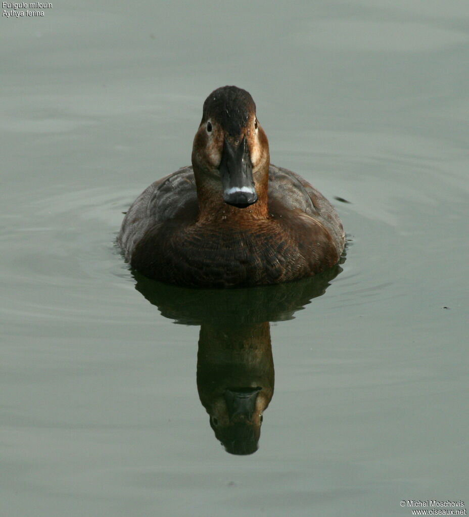 Common Pochard female, identification