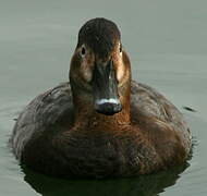 Common Pochard