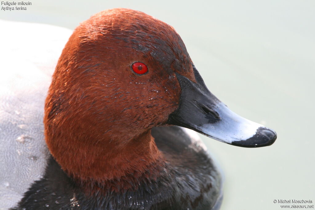 Common Pochard male adult breeding, identification