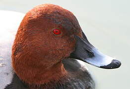 Common Pochard