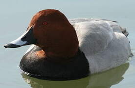 Common Pochard