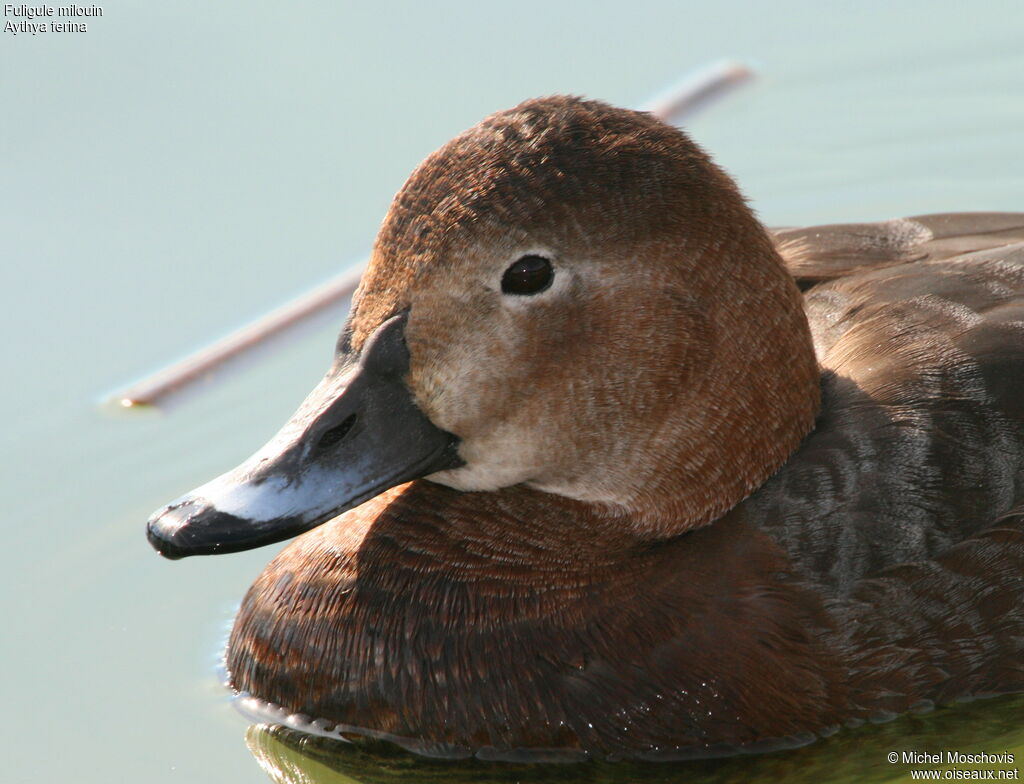 Common Pochard female adult breeding, identification