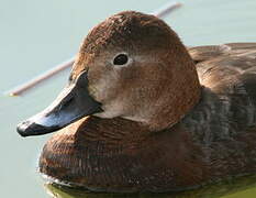 Common Pochard