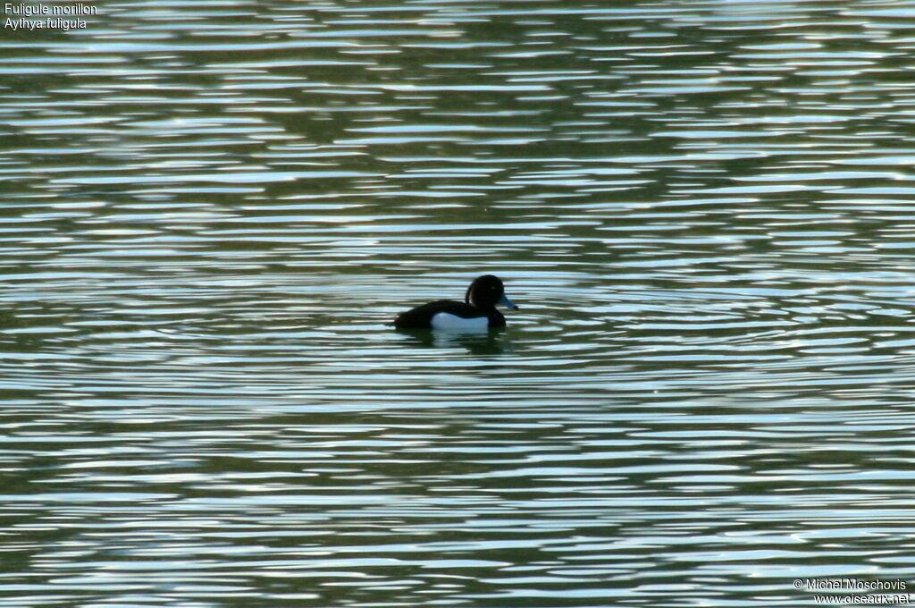 Tufted Duck male adult breeding, identification