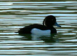 Tufted Duck