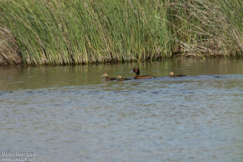 Ferruginous Duck, habitat, Reproduction-nesting