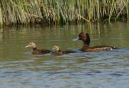 Ferruginous Duck