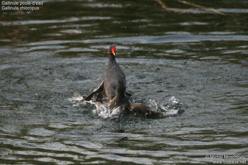 Gallinule poule-d'eauadulte