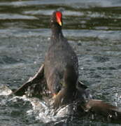 Gallinule poule-d'eau