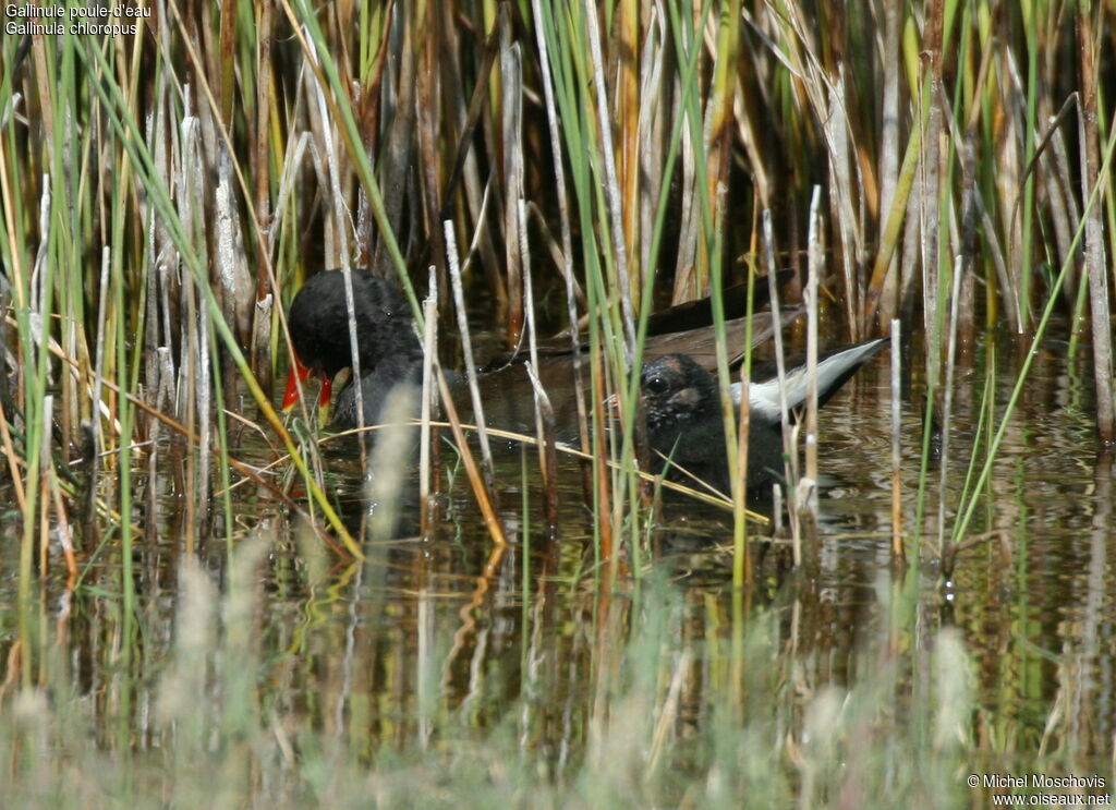 Gallinule poule-d'eau femelle adulte, Comportement