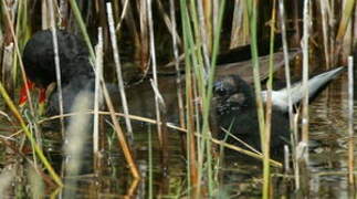 Common Moorhen