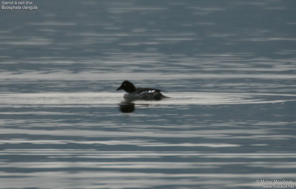 Common Goldeneye, identification