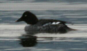 Common Goldeneye