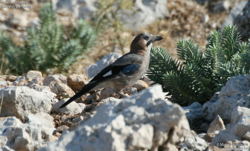 Eurasian Jay