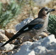 Eurasian Jay