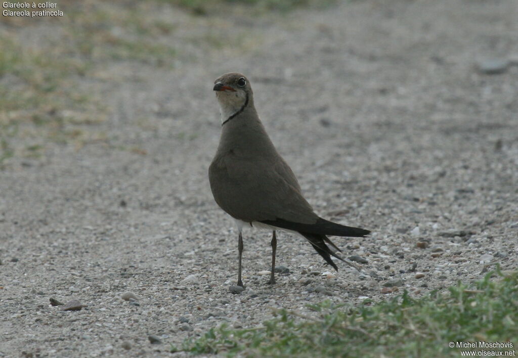 Collared Pratincoleadult breeding