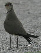 Collared Pratincole