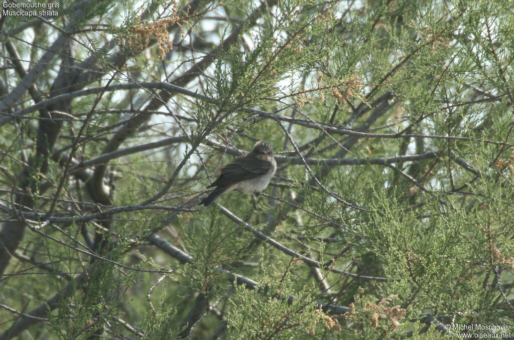 Spotted Flycatcher