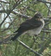 Spotted Flycatcher