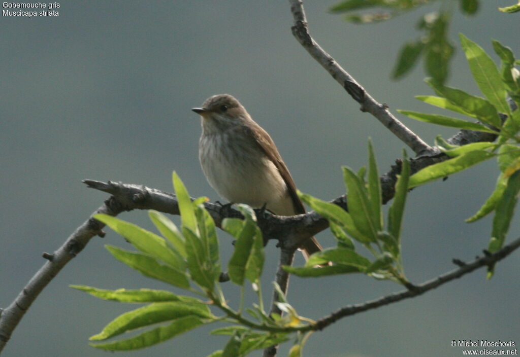 Spotted Flycatcher