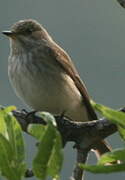 Spotted Flycatcher