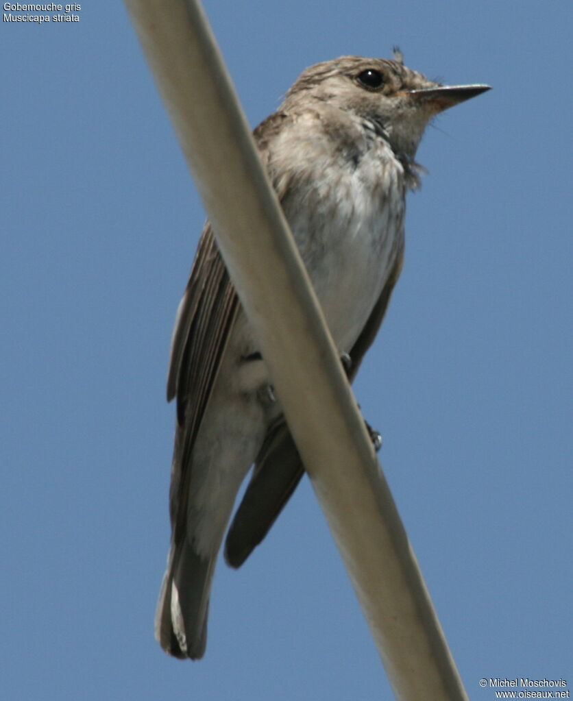 Spotted FlycatcherFirst year, identification